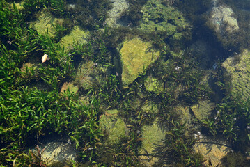 green weeds and stone under the water in the pond