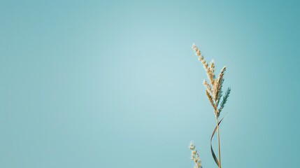 Single Wheat Stalk Against Clear Blue Sky