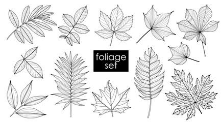 Large set of black and white different branches and leaves isolated on a white background. Foliage, leaf outline, botanical vector illustration.
