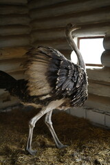 Ostrich farm. Ostriches closeup portrait in zoo, animal farm