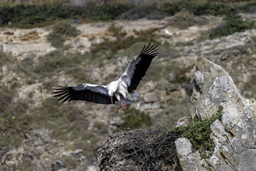 Fototapeta premium White Stork Taking Flight from Nest on Rocky Cliff