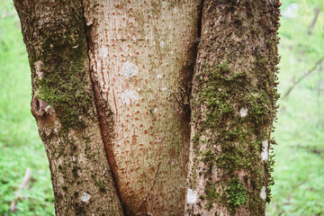 Tree trunk texture of open bark showing naked tree with blurred green forest background