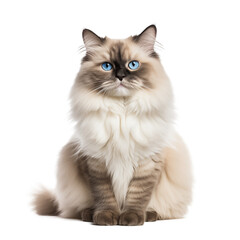 ragdoll cat isolated on white