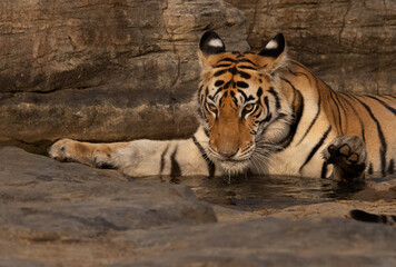 Closeup of a tiger cub drinking water and beautiful reflection on water at Panna Tiger Reserve, Madhya pradesh, India
