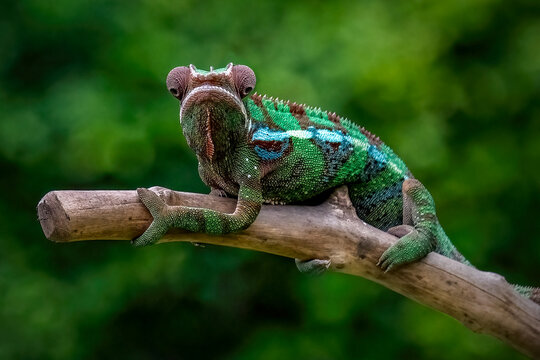 Phantera chameleon on branch in nature background