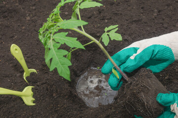 A woman in the garden transplants tomato seedlings from a pot into the soil. Growing vegetables