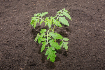 Tomato seedlings planted in the ground in a greenhouse in spring