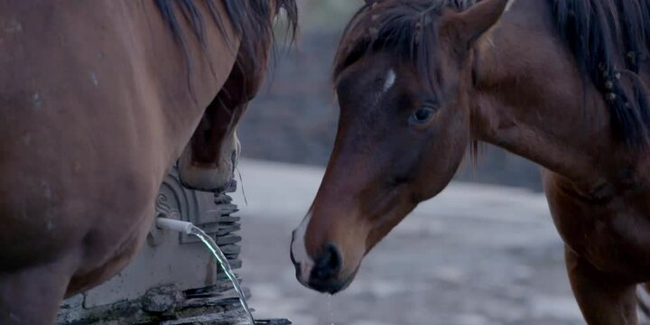 Domestic horses drinking water near source, rural nature and animal behavior, hydration in farm life, countryside and horse care, livestock outdoor