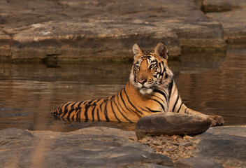 Royal pose of a tiger cub near in a  water body at Panna Tiger Reserve, Madhya pradesh, India