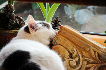 Big white and black cat with pink ears lying on window sill with potted plants and vintage terracotta part of a furnace - Powered by Adobe
