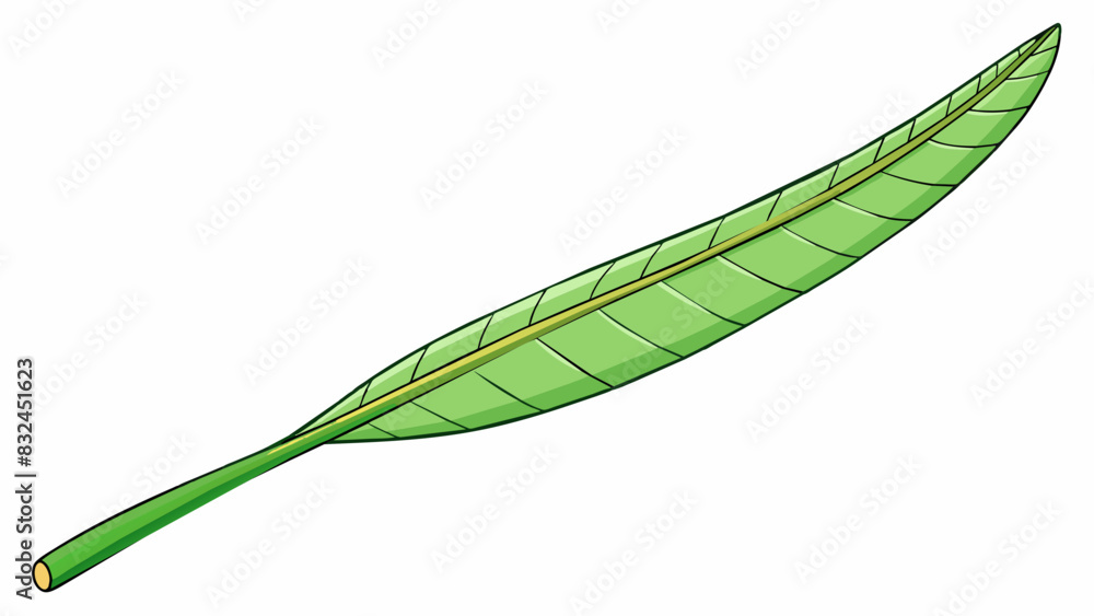 Poster This leaf is long and slender like a thin strip of paper. It is a light shade of green with a waxy coating that makes it shine in the light. The s are. Cartoon Vector.