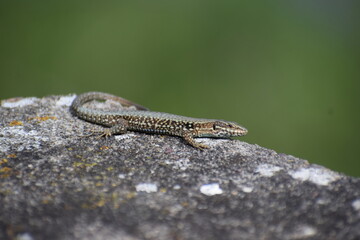 small lizard