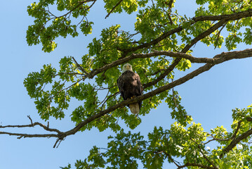 A Bald Eagle Perched On A Tree Branch In Spring In Wisconsin