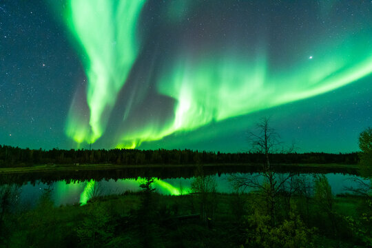 Green Aurora and fir trees silhouettes. Yellowknife, Northwest Territories, Canada. Real photos.