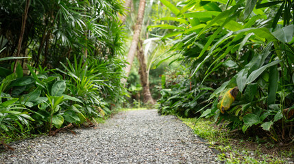 Path in tropical garden 