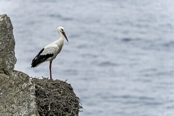 White Stork on Nest Overlooking Ocean