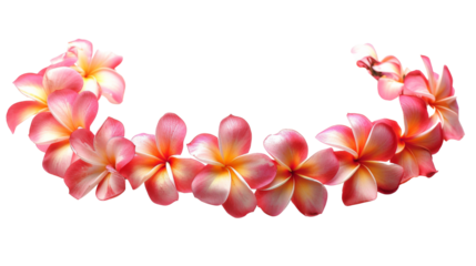 Hawaii garland of frangipani flowers 