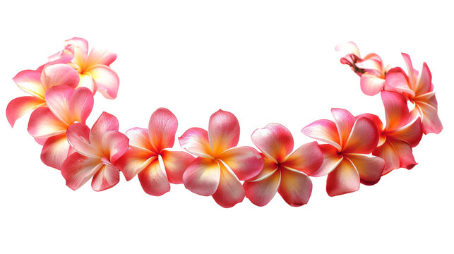 Fototapeta Hawaii garland of frangipani flowers 