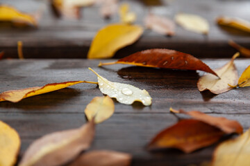 View of the fallen leaves on the wet bench in autumn