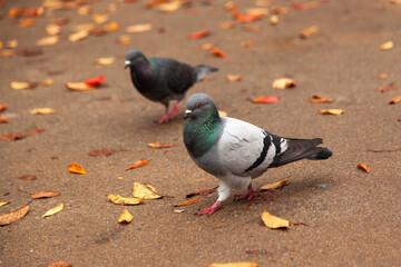 Obraz premium View of the doves walking on the wet ground in autumn