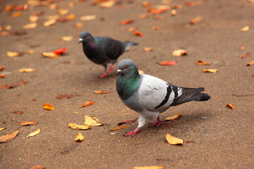 View of the doves walking on the wet ground in autumn