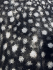 Pattern of shark skin. Spotted whale shark skin texture.