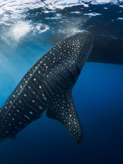 Whale shark eat plankton in blue sea near Sumbawa. Giant shark swimming underwater