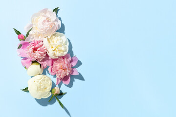 White and pink peonies with hard shadows on a blue background. Top view. Space for text.