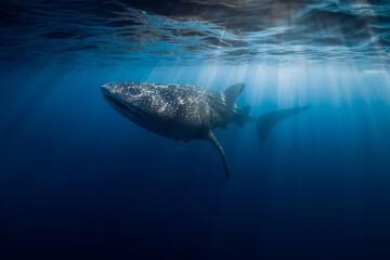 Whale shark in transparent ocean. Giant fish swimming in open sea near Sumbawa