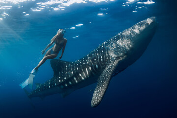 Freediver woman dives with whale shark in blue sea. Snorkeling girl and shark underwater © artifirsov