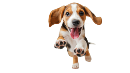 Happy excited beagle puppy 