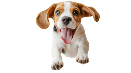 Happy excited beagle puppy 