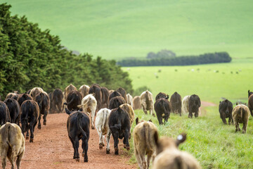 Green Pastures and Happy Cows: Regenerative Beef Farm in Australia in spring