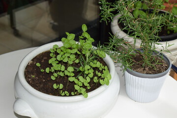 basil and rosemary herbs
