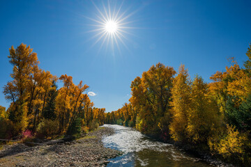 aspen fall colors along Elk river with sunburst in Steamboat Springs Colorado