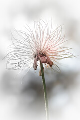 May blossoomed flower similar to a dandelion,on a light background