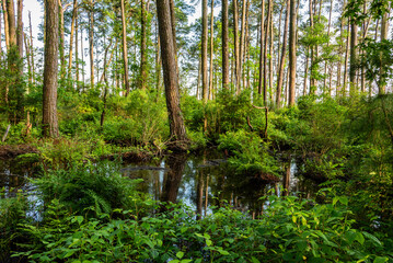 Obraz premium Pond Along the Marsh Edge Trail, Blackwater National Wildlife Refuge MD USA