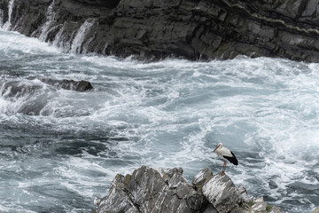 White Stork Standing on Rocky Shoreline with Waves Crashing