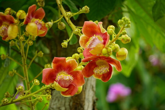 Shorea robusta flowers bloom on the tree