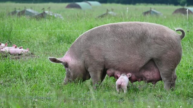 Pigs and piglets at a eco friendly farm in Germany