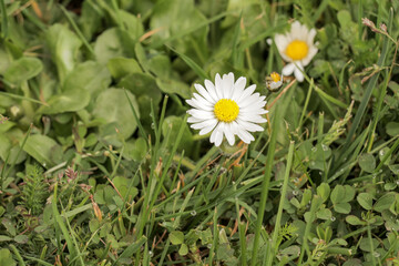 White and yellow daisy flowers in a grass field on a sunny day. Daisies in nature.