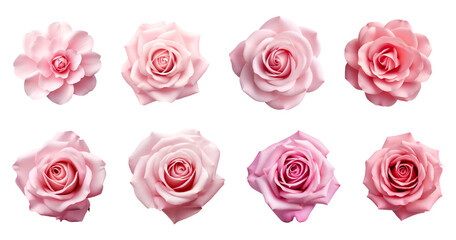 8 variation of pink roses isolated on transparent background, pastel colors, png file, cut-out, clipping path, floral, flowers petals, petal, 