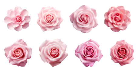 8 variation of pink roses isolated on transparent background, pastel colors, png file, cut-out, clipping path, floral, flowers petals, petal, 