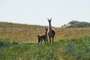 Guanacos in Pampas grassland environment, La Pampa province, Patagonia, Argentina.