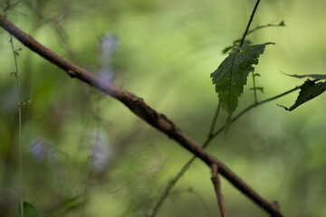 숲