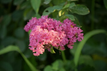 Close-up of blooming Rosa multiflora flower