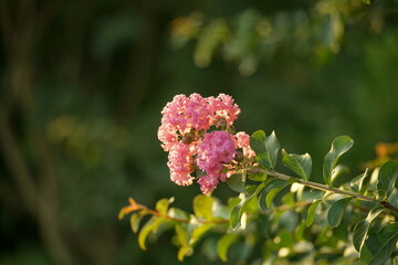 Close-up of blooming Rosa multiflora flower