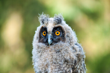 great horned owl