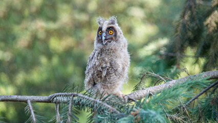 great horned owl