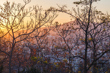 sunset over the city through tree branches